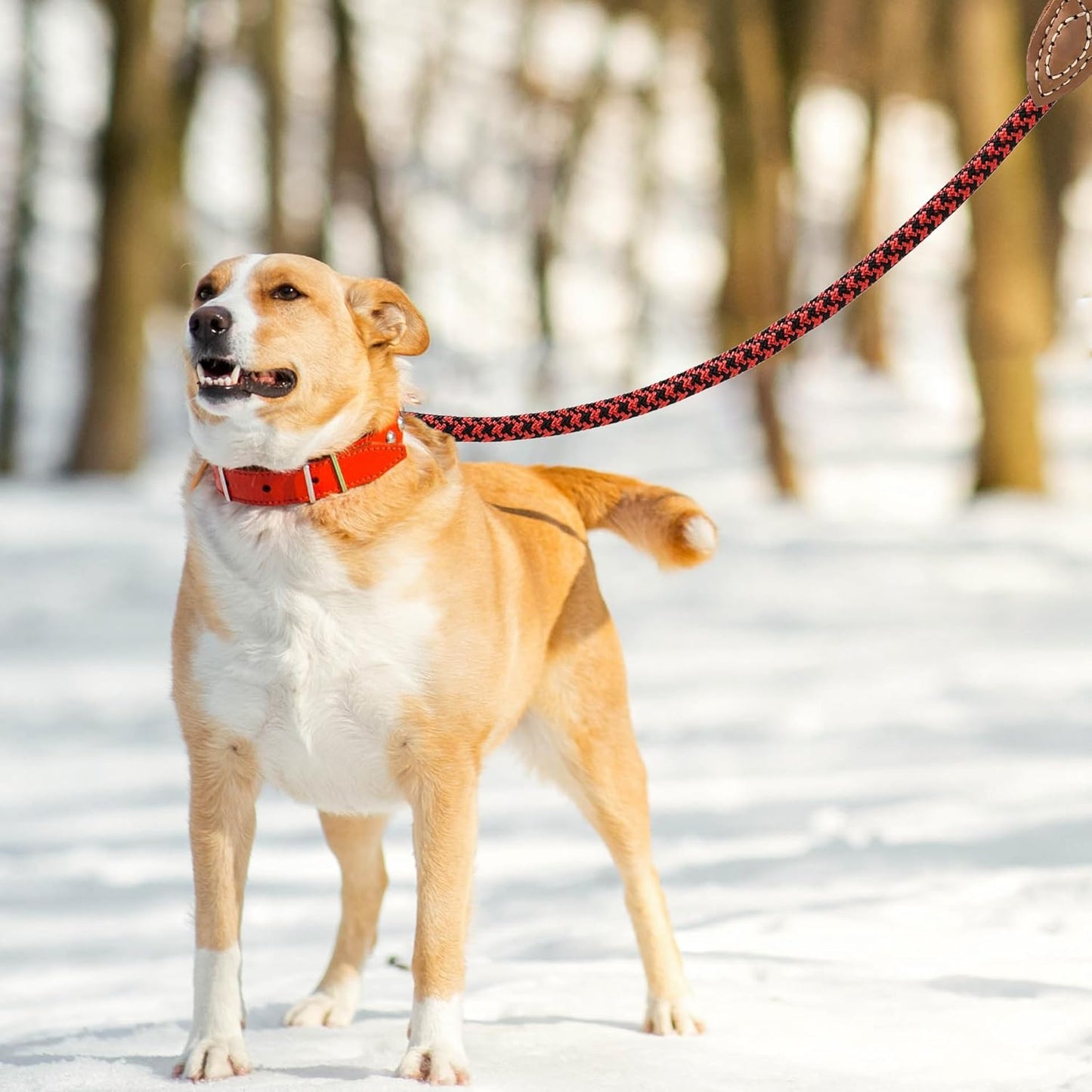 Mile High Life Leather Rope Dog Leash- Red Black 
