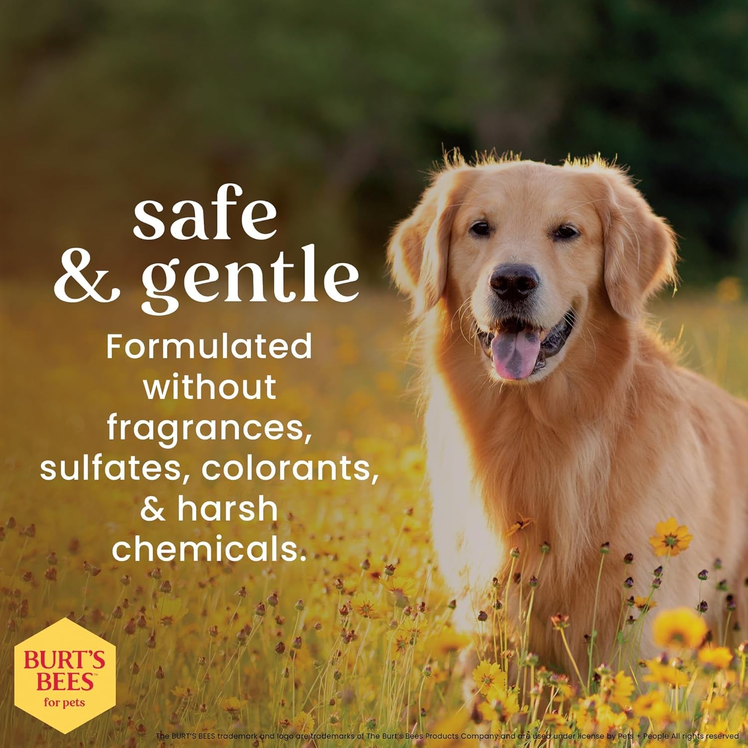 Hypoallergenic Dog Shampoo with Shea Butter and Honey, Gentle Fragrance Free Shampoo for Sensitive Dogs with 95% Natural Origin Skin and Coat Formula, 16 Fl Oz - 2 Pack