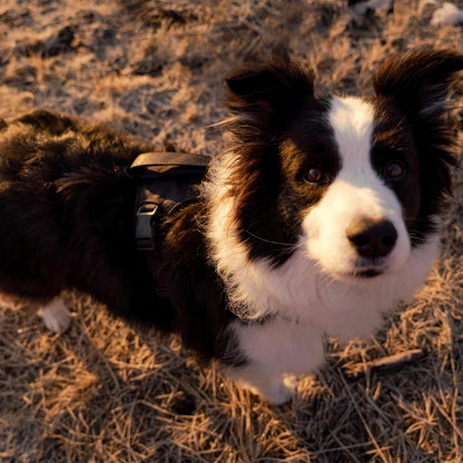 Grab Dog Harness | Integrated Traffic Leash Magnetically Attached for Quick Control (Medium/Black)