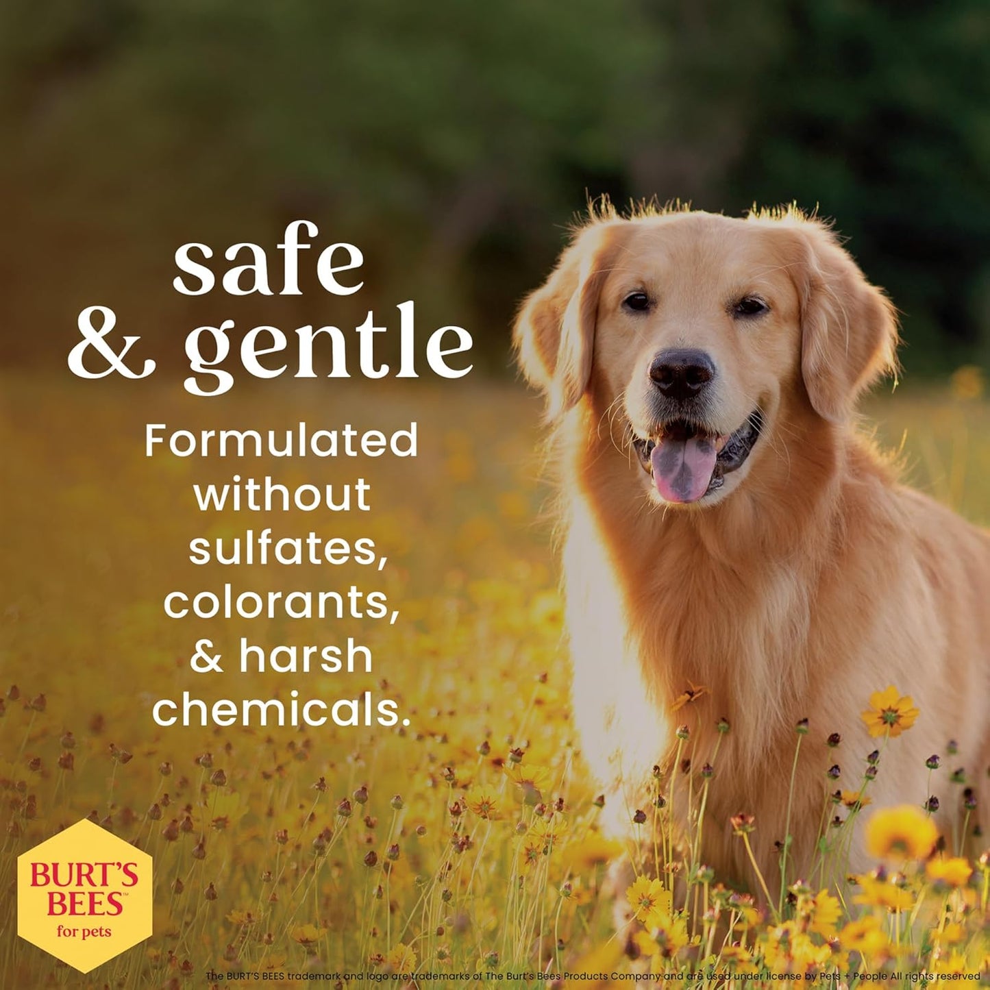 Calming Dog Shampoo with Lavender and Green Tea, 95% Natural Origin Formulas, Calming Lavender Dog Shampoo - Gentle Dog Shampoo, Best Dog Shampoo, Lavender, 32 Oz