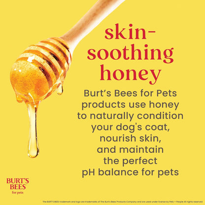 Hypoallergenic Dog Shampoo with Shea Butter and Honey, Gentle Fragrance Free Shampoo for Sensitive Dogs with 95% Natural Origin Skin and Coat Formula, 16 Fl Oz - 2 Pack